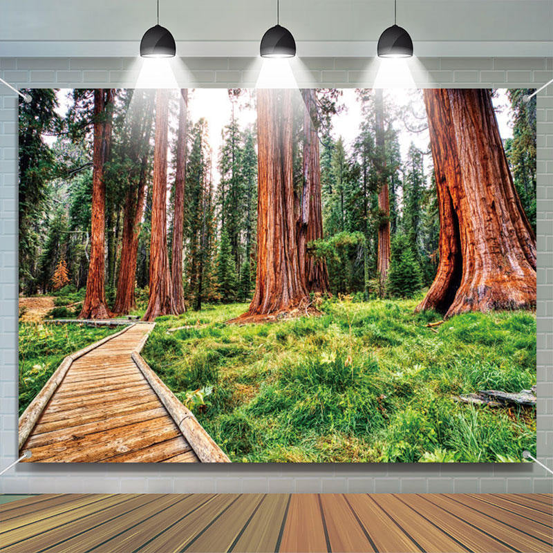 Towering Tree Wood Board Path Spring Forest Backdrop