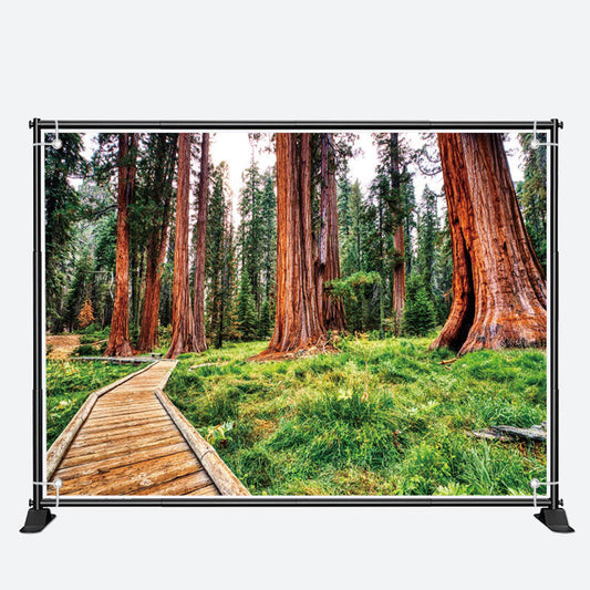 Towering Tree Wood Board Path Spring Forest Backdrop
